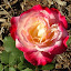 Rose (Hybrid Tea Rose) 'Double Delight'