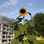 Sunflower 'Mammoth'