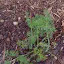 Anethum graveolens - Fernleaf Dill
