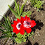 Poppy Anemone