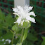Monarda didyma - Bee Balm - "Snow White"