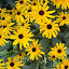 Rudbeckia fulgida - Black-Eyed Susan - 'Goldstrum'