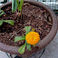 Calendula officinalis - Pot Marigold Seeds
