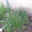 Allium schoenoprasum - Chives