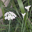 Allium tuberosum - Garlic Chives