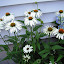 Echinacea purpurea - Coneflower - 'White Swan'