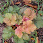 Heuchera - Coral Bells - 'Dolce Creme Brulee'