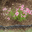 Coreopsis rosea - 'Sweet Dreams'