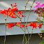 Crocosmia - 'Lucifer'