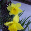 Daffodil 'Carlton'