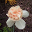 Daffodil (Narcissus) 'Rosy Cloud'