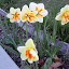 Daffodil (Narcissus) 'Trepolo'