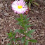 Erigeron - Fleabane - 'Pink Jewel'