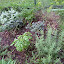 SneIrish's Herb garden