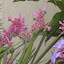 Agastache mexicana - Mexican Hyssop - "Heatwave"