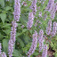 Agastache - Giant Hyssop - "Blue Fortune"