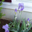 Bearded Iris