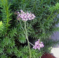 Verbena7080208