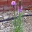 Liatris - Gay Feather 'Kobold'