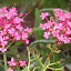 Centranthus ruber - Jupiter's Beard, Red Valerian