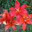 Lilium x Sphinx - Asiatic Lily "Ruby Slippers"