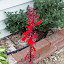 Lobelia x speciosa - Cardinal Flower  'Queen Victoria'