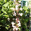Penstemon digitalis - Beard-tongue - "Husker Red Strain"