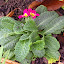 Primula - Primrose - 'Crescendo Bella Rose'