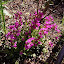 Arabis blepharophylla - Rockcress - "Red Sensation"