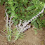 Perovskia atriplicifolia - Russian Sage