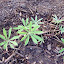 Lupine - Russell Hybrids