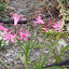 Nerine lily - Spider Lily