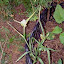 Tradescantia x andersoniana - "Innocence"
