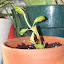 Solenostemon scutellarioides - Coleus - Rainbow Mix
