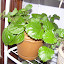 Plectranthus verticillatus - Swedish Ivy