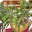 Schlumbergera truncata - Thanksgiving Cactus - "White Christmas"