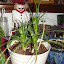 Beaucarnea recurvata - Pony Tail Palm