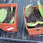 Opuntia humifusa - Prickly Pear Cactus