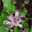 Tricyrtis - Toad Lily - "Empress"