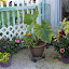 SneIrish's Container garden