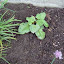 Rheum rhabarbarum - Rhubarb