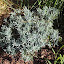 Andromeda - Bog Rosemary - "Blue Ice"