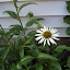 Echinacea purpurea - Coneflower - 'White Swan' Seeds