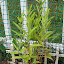 Helianthus - Perennial Sunflower - "Lemon Queen"