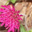 Knautia macedonica - Red Pincushion Flower