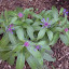 Centaurea montana - Mountain Bluet