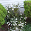 Eupatorium rugosum - White Snakeroot - "Chocolate"