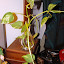 Epipremnum Aureum - Golden Pothos
