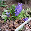 Hyacinth - purple