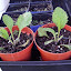 Digitalis purpurea - Foxglove - "Foxy"
